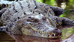 Giant Australian saltwater crocodile